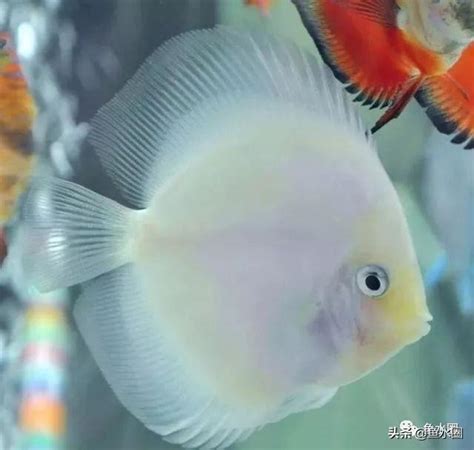 七彩神仙魚飼養入門|【七彩神仙品種】揭密七彩神仙品種的繽紛世界：鑑別公母打造專。